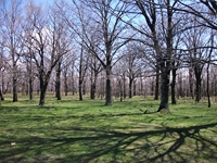 Giarrita - 20110417 079.jpg